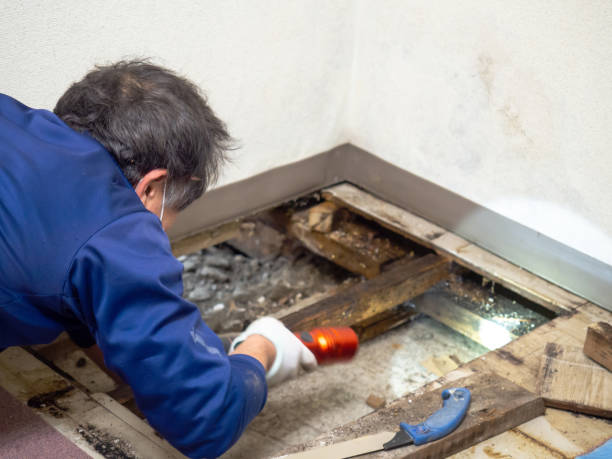 Best Mold Remediation  in Del Monte Forest, CA