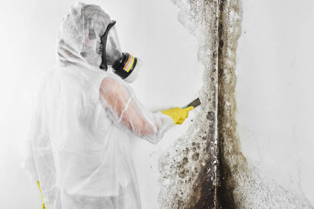 Del Monte Forest, CA Mold Removal Company