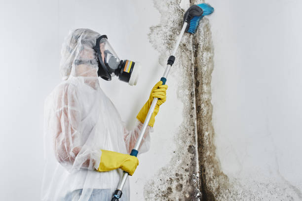 Best Emergency Mold Removal  in Del Monte Forest, CA