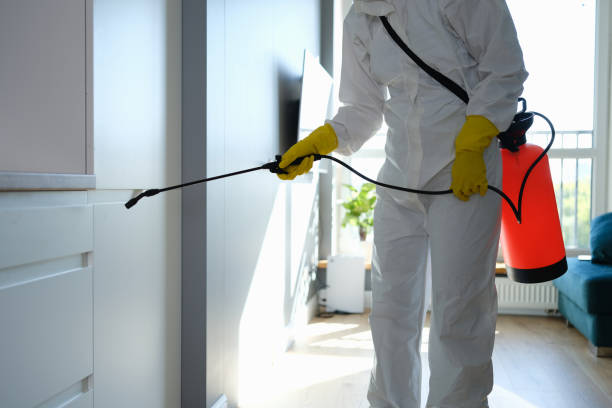 Best Same-Day Mold Removal  in Del Monte Forest, CA