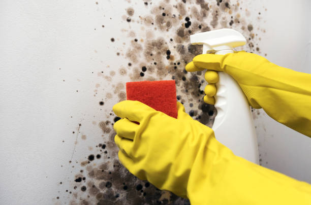 Best Toxic Mold Removal  in Del Monte Forest, CA